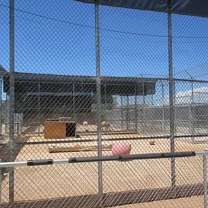 Lion Habitat Ranch (Nevada) - Lion Exhibit