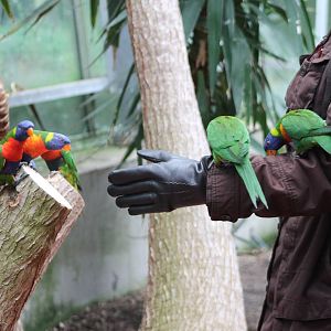 Contact with the Lorikeets