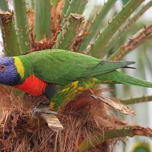 Rainbow lorikeet