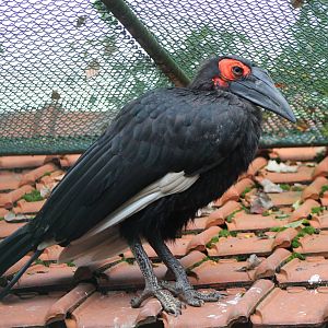 Southern ground hornbill