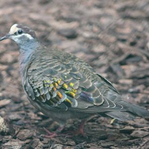 Bronze-winged pigeon