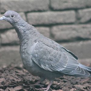 Picazuro pigeon