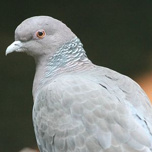 Picazuro pigeon