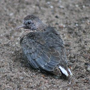 Very young Laughing dove