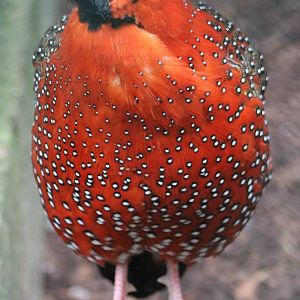 Satyr tragopan