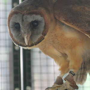 Sao Tome barn owl