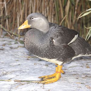 Falkland Steamerduck (Tachyeres brachypterus) male, February 2012
