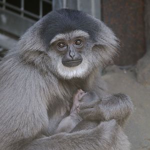 Moloch gibbon female and infant