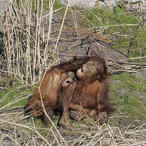 Sumatran orang infants playing