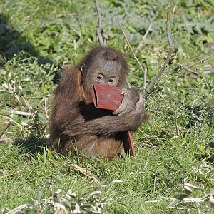 Sumatran orang with puzzle feeder