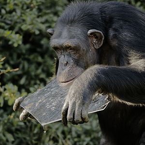 Chimpanzee with ice