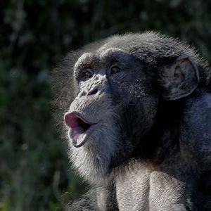 Chimpanzee hooting
