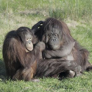 Bornean orang utans Sarikei and Iznee