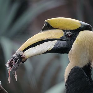 Great hornbill with prey