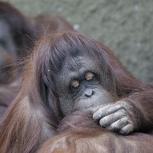 Bornean orang utans Martha, Sarikei and Iznee