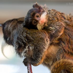 Emperor tamarin : Twycross : 06 Sep 2015