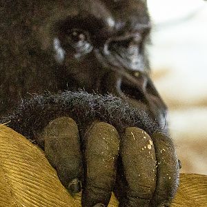 Western lowland gorilla : Twycross : 22 Oct 2015