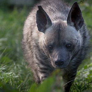 Striped hyena : Twycross : 22 Oct 2015