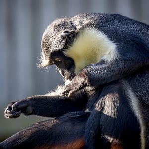 Diana monkey : Twycross : 22 Oct 2015
