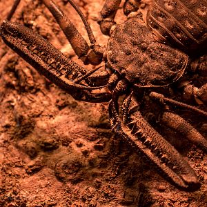 Tailless whip scorpion : Cotswold WP : 22 Nov 2015