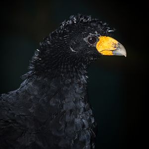 Black curassow : Cotswold WP : 22 Nov 2015