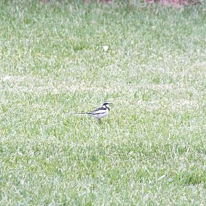 African Pied Wagtail