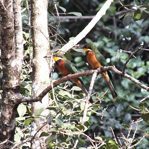 Cinnamon-chested Bee-eaters