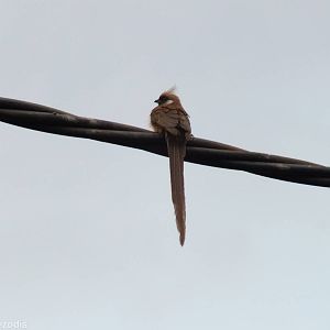 Speckled Mousebird