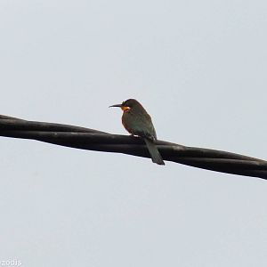 Cinnamon-chested Bee-eater
