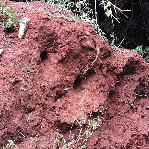 Cinnamon-chested Bee-eater Nest Holes