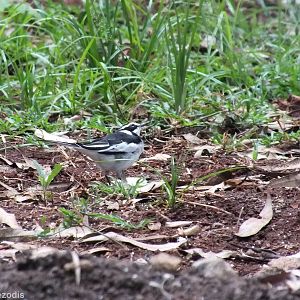African Pied Wagtail