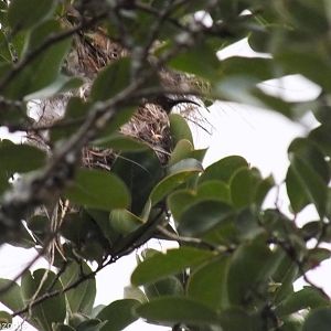 Bronze Sunbird in its Nest