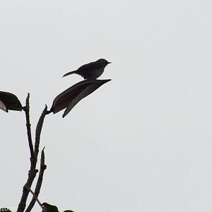 White-eyed Slaty-flycatcher