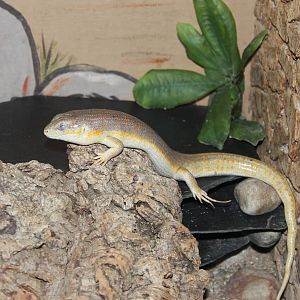 Schneider's skink