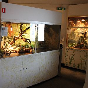 Bearded dragons and Tokay enclosures