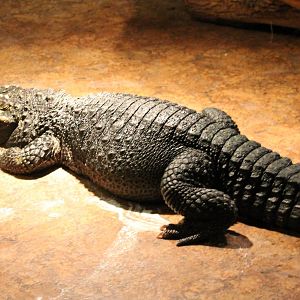 Dwarf crocodile