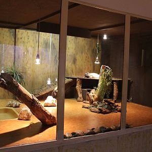 Enclosure Rhino iguana