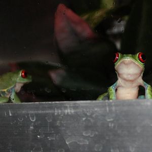 Red-eyed tree frogs