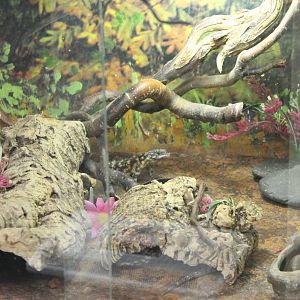 Raising enclosure Warren's girdled lizards