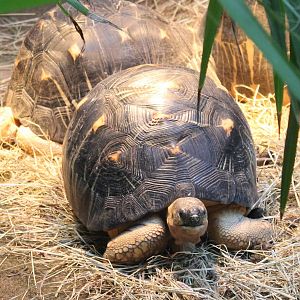 Radiated tortoises