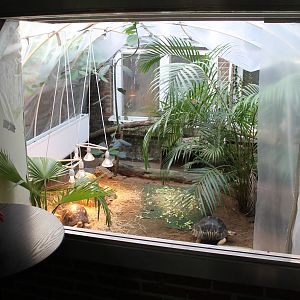 Enclosure Radiated tortoise