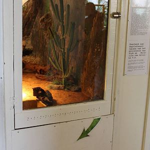 Enclosure Gila monster