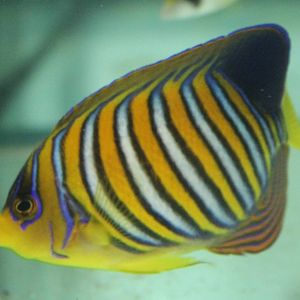 Pygoplites diacanthus