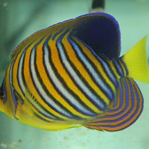 Pygoplites diacanthus