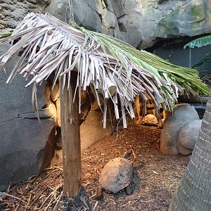 New Shelter Asian Giant Tortoise Enclosure in the Monsoon Forest