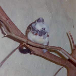 Cotton-top tamarin with young