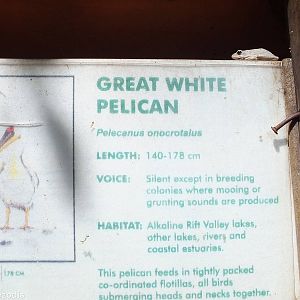 Sign + Wild Frog - Nairobi Safari Walk