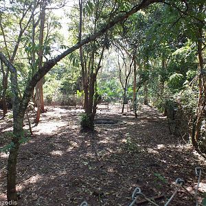Part of the Pygmy Hippo Enclosure - Nairobi Safari Walk