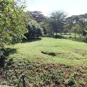 Spotted Hyaena Enclosure - Nairobi Safari Walk