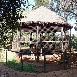 Black and White Colobus Enclosure - Nairobi Safari Walk